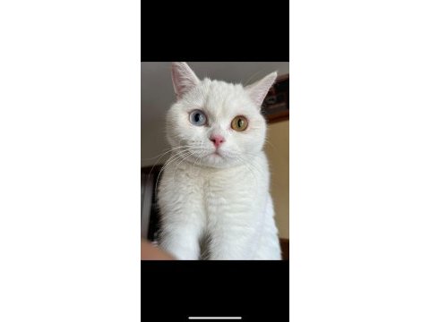 Nadir ırk british shorthair odd eyes dişi