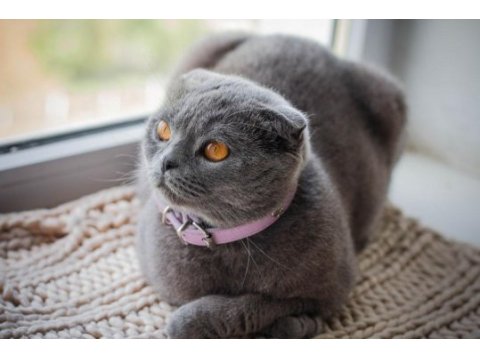 Scottish fold duman kızıma iyi güvenilir ev
