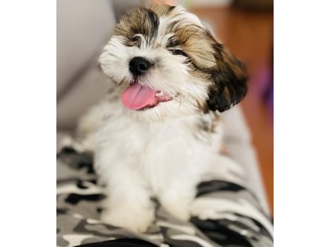 Shih tzu yavrular