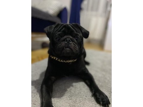 Ücretsiz sahiplendirme siyah pug