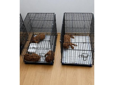 1 haftaya teslim ev üretimi toy poodle bebekler