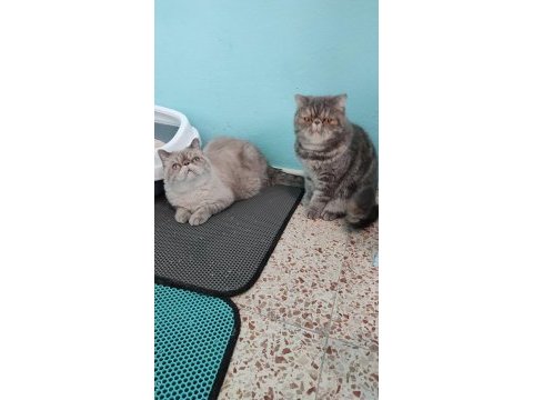 Exotic shorthair kardeşler