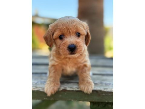 Safkan maltipoo bebekler