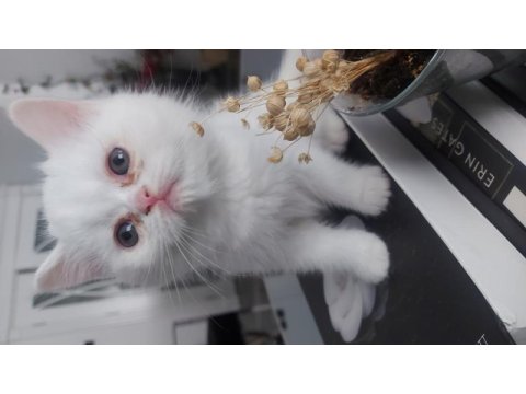 Beyaz british shorthair kardeşler yeni yuvalarını arıyor