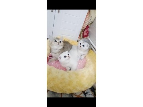 Safkan a kalite scottish fold bebeklerim