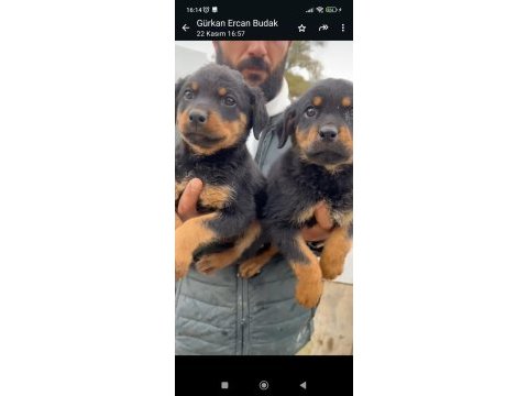 Rottweiler yavrularımız