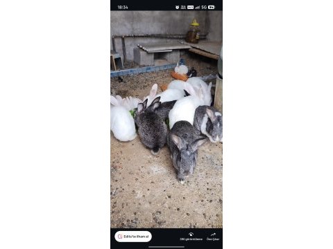 Albino kırmızı göz tavşanlar mevcut
