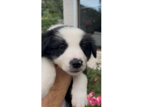Çok özel son 2 yavru köpeğimiz