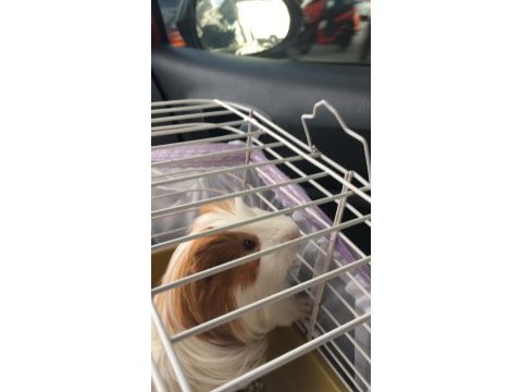 Uzun tüylü guinea pig