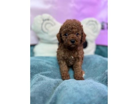 Redbrown toy poodle bebekler