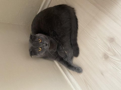 Scottish fold shorthair