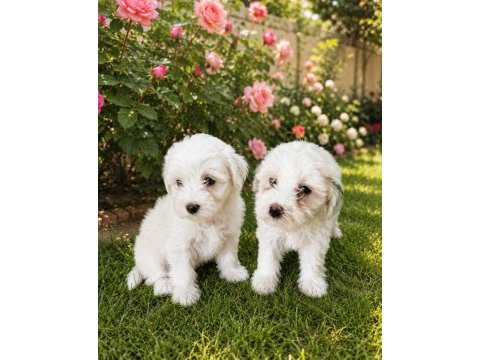 Maltese terrier yavrular