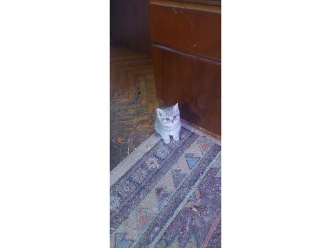 Sevimli british shorthair bebekler