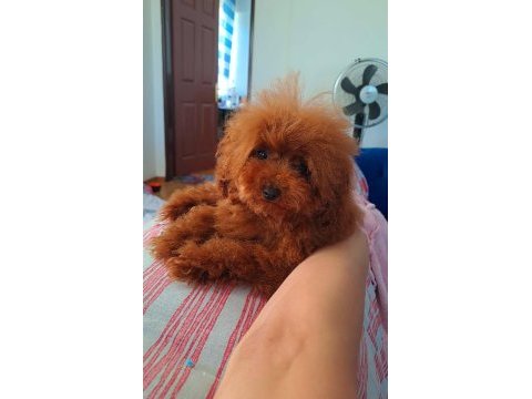 Erkek toy poodle
