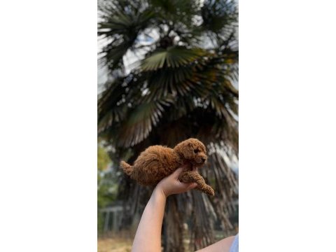 Toypoodle bebekler 