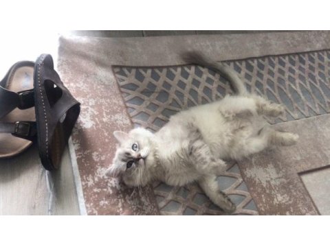 British shorthair 8 aylık