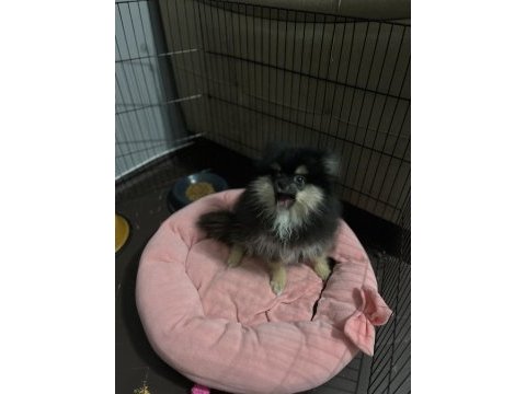 Pomeranian