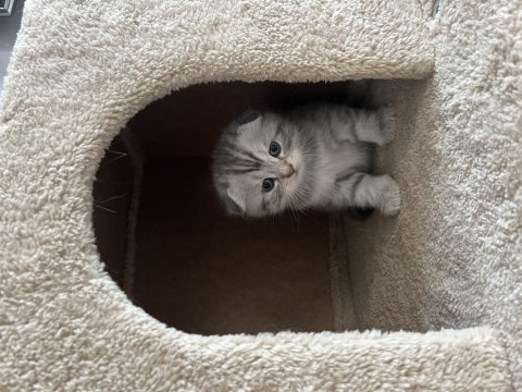 İki aylık scottish fold bebişler sahiplendirilecektir