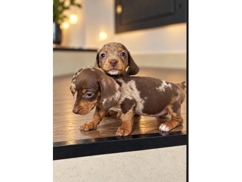 Birçok seçenek ile dachshund sosis bebekler