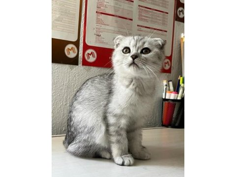 Sağlıklı scottish fold