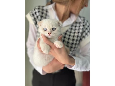 Saf kan lynx point scottish fold