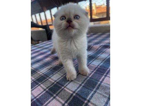 Şeker gibi scottish fold yavrumuz