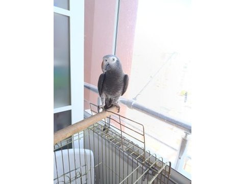 1.5 yaşında konuşan jako papağanı