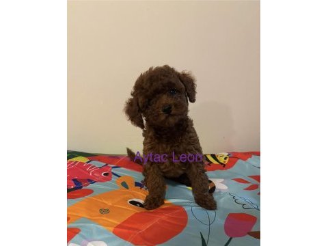 Babyface erkek toy poodle