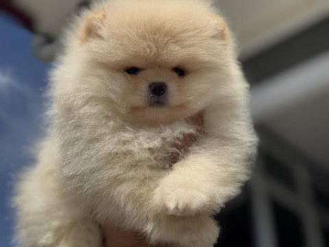Show kalite pomeranian yavrular ziyarete açık