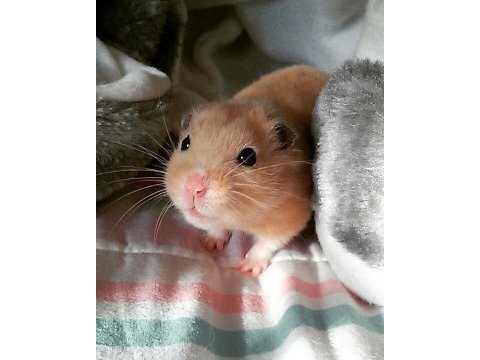 Hamster gonzales yavrularımız heryere gönderim