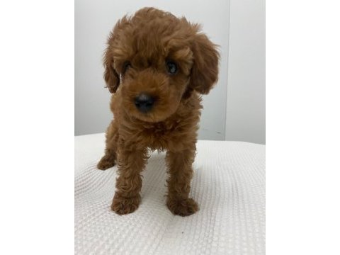 2.5 aylık toy poodle yavru ödüllü anne en küçüğü