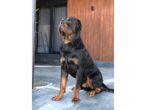 Full eğitimli rottweiler koca kafa erkek