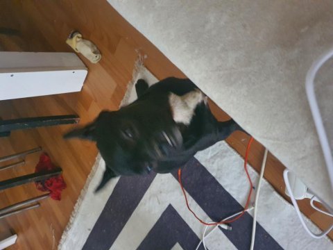 Irk ve sağlık garantili french bulldog bebeklerimiz