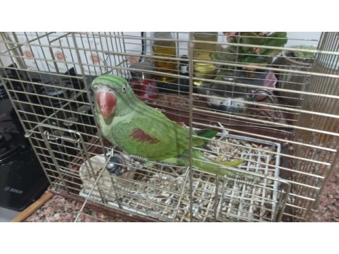 Uygun yarı evcil alexander papağanı