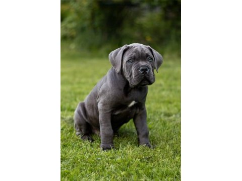 Dolandırılmaya son kapıda ödeme hizmeti cane corso