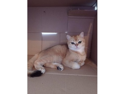 British shorthair golden ny12 dişi 12 aylık