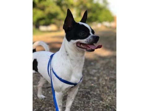 Chihuahua 1 yaşında ev eğitimli çipli