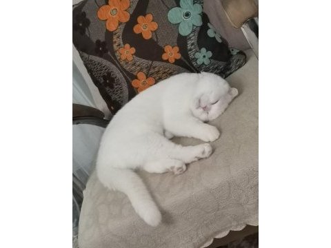 Scottish fold beyaz kedimiz