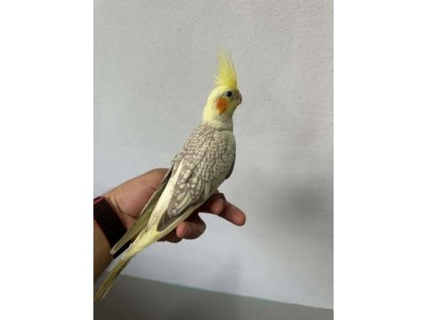 Yavru sultan papağanı