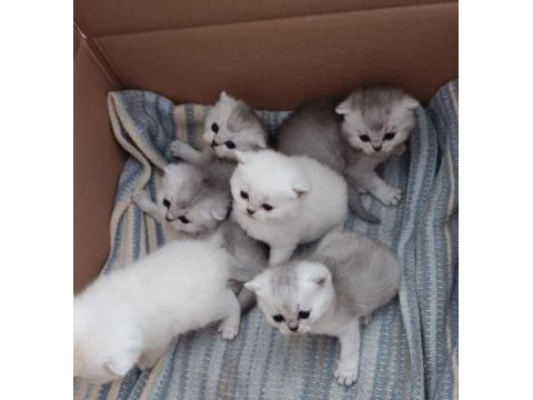 19 mayıs doğumlu scottish fold yavrular sahiplendiriceğim