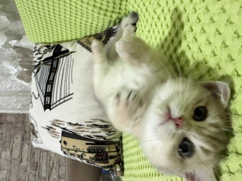 British shorthair ny11 golden yavru