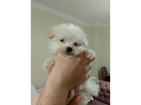 Maltese terrier köpeğimiz