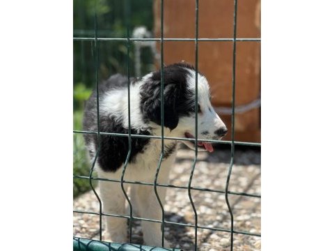 Köpeğimiz leomuza iyi bakacak bir yer arıyoruz