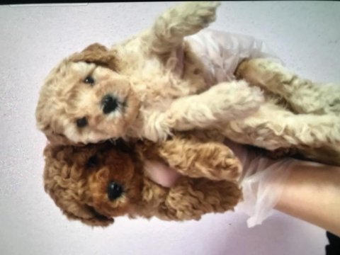 Şampiyon annenin dişi bebekleri poodle antialerjik tek ırk