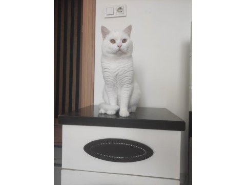 Safkan orjinal british shorthair beyaz erkek