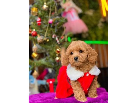 Maltipoo dişi köpeğimiz