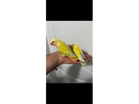 45 günlük alıştırmalık sevda papağanımız