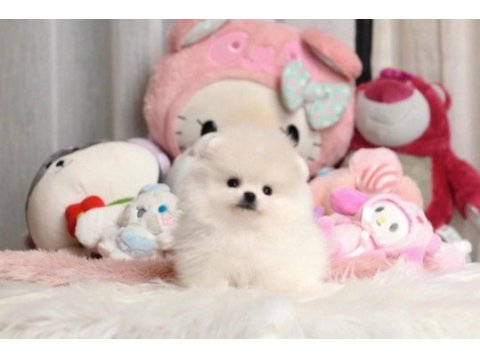 Minik teacup pomeranian boo