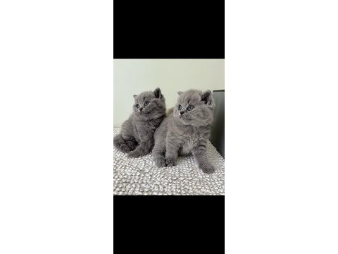 Kara kuzum gri british shorthair 