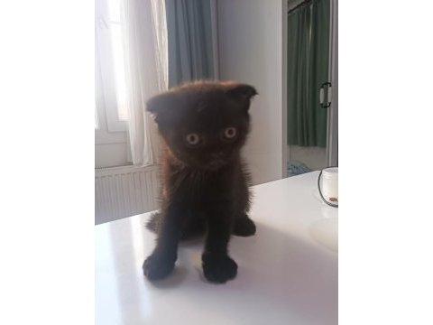 Scottish fold yavrumuz yeni sahibini bekliyor